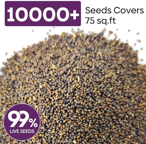Johnny Jump Up Seeds,10000+ Perennial Wild Violet Seeds for Planting - Image 3