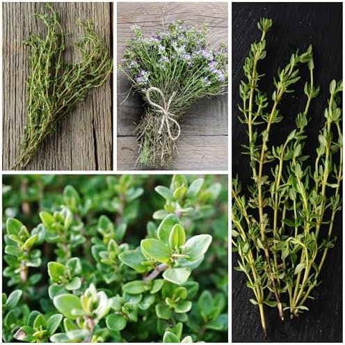 Seed Needs Thyme Seeds to Plant Non-GMO & Heirloom Thymus Herbs XL Pack - Image 2
