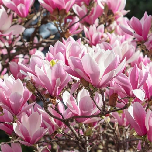 Perfect Plants Jane Magnolia Tree, 3 Gallon, Live Plant - Image 5