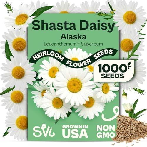 SVI 1000 Alaska Shasta Daisy Seeds (Leucanthemum) – White Daisy Flowers Seed Packets Bulk – Heirloom Wild Flowers, Perennial Flower Seeds for Indoor Garden & Outdoor Garden, Containers, Flower Beds by SVI