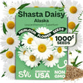 SVI 1000 Alaska Shasta Daisy Seeds (Leucanthemum) – White Daisy Flowers Seed Packets Bulk – Heirloom Wild Flowers, Perennial Flower Seeds for Indoor Garden & Outdoor Garden, Containers, Flower Beds by SVI