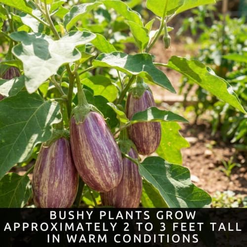 Listada de Gandia Eggplant Seeds for Planting | 100 Seeds | Striped Fruit - Image 5