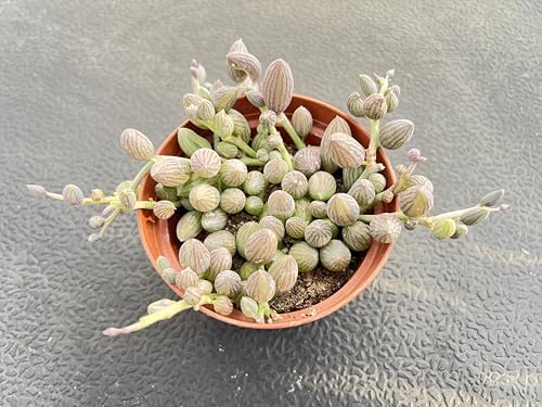 String of Watermelons, Live Trailing Succulent Fully Rooted in 4" Pots with Soil Mix, Rare House Plant for Home Office Wedding Hanging Decoration, DIY Projects, Party Favor - Image 3