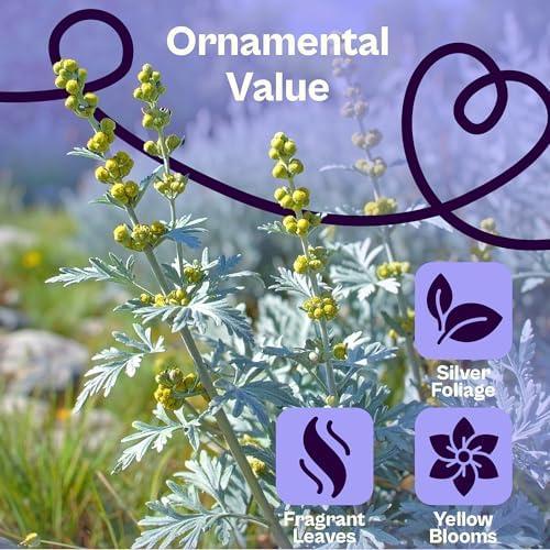 SVI 2250 Absinthe Wormwood Seeds (Artemisia Absinthium) – Wormwood Seed Pack, Worm Wood Tea, Herb Seed Packets – Non GMO Heirloom Culinary & Medicinal Herb Seeds for Indoor Garden & Outdoor Garden, - Image 4