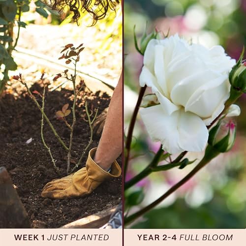Heirloom Climbing Roses, Live Own Root Plant, White Cap - Image 3