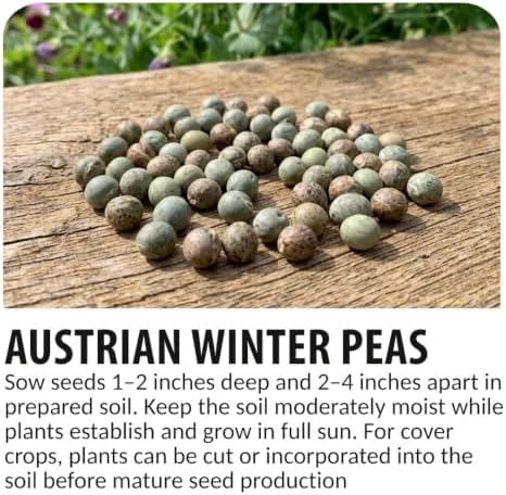 50 Austrian Winter Pea Seeds | Cool Season Cover Crop Seeds for Planting - Image 4