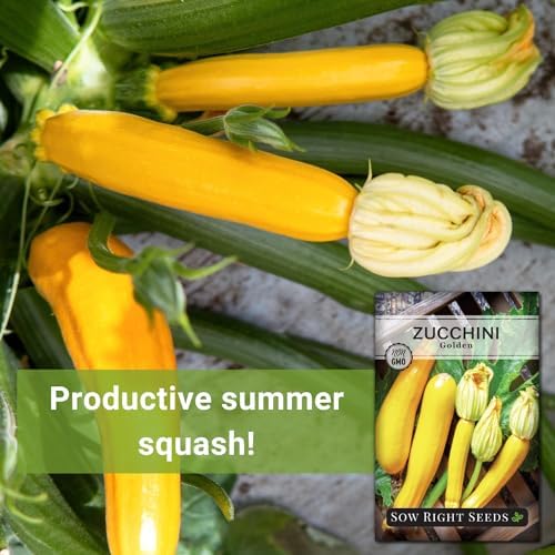 Sow Right Seeds- Golden Zucchini Seed for Planting Summer Squash Garden 2pk - Image 3