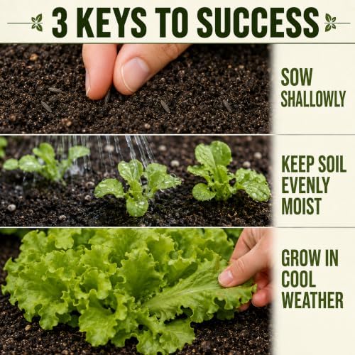 1000+ Lettuce Seeds for Planting - Heirloom, Black Seeded Simpson - Image 5