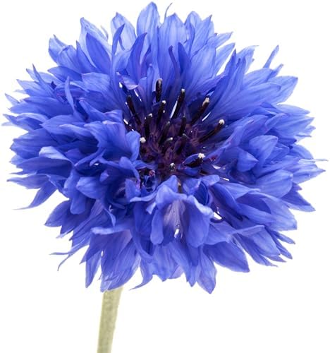 1000 Dwarf Blue Bachelor Button Flower Seeds for Planting, Centaurea cyanus (Cornflower), Heirloom, Non-GMO, USA Grown - by RDR Seeds by RDRSeeds