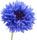 1000 Dwarf Blue Bachelor Button Flower Seeds for Planting, Centaurea cyanus (Cornflower), Heirloom, Non-GMO, USA Grown - by RDR Seeds by RDRSeeds