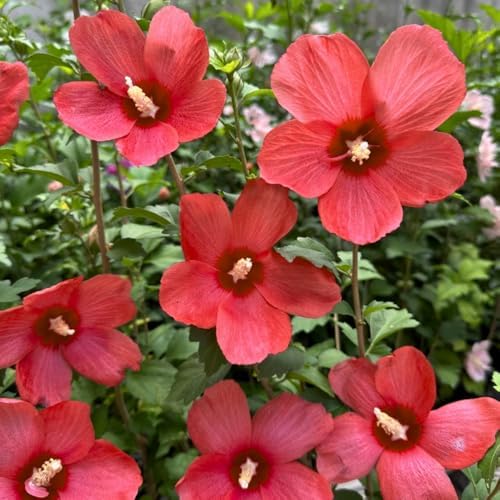 Red Live Rose of Sharon Plant, Hardy Garden Shrub, 6-12 Inch Tall - Image 2