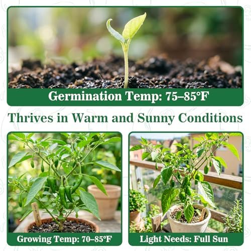 300+ Japanese Shishito Pepper Seeds for Planting, High Germination - Image 4