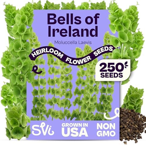 SVI 250 Bells of Ireland Seeds (Moluccella laevis) – Irish Bell Seed Packets, Green Bell – Cut Annual Flower Seeds Packets for Fresh or Dried Arrangements, Flower Garden, Containers, Outdoor Garden by SVI