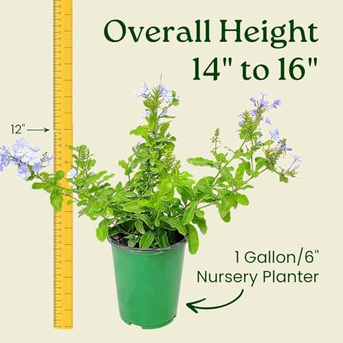 Blue Plumbago Plant – 1 Gallon, 14” to 16” Tall – Live Flowering Shrub for Gardens & Containers – Thrives in Full Sun – Deer-Resistant & Pollinator-Friendly – Low Maintenance - Image 3