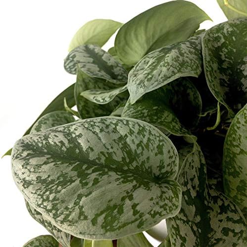 American Plant Exchange Silver Splash Pothos – Live 6-Inch Potted Satin Pothos Vine, Easy-Care Air Purifying Houseplant, Fast-Growing Indoor Plant for Home, Office & Modern Tropical Indoor Décor - Image 2