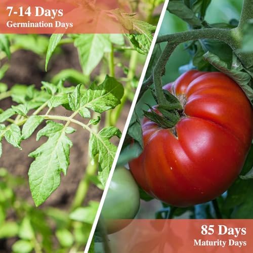 Groundio Beefsteak Tomato Seeds Non-GMO Heirloom Seeds, High Germination Indeterminate for Planting, Large Meaty Slicing Fruits, High Yield Summer Garden (Solanum lycopersicum) - Image 4