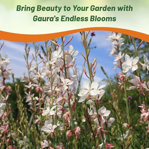 Outsidepride Gaura Seeds - 200 Pcs. Perennial, Drought Tolerant & Low Maintenance, Flower Seeds for Planting Easy to Grow, Vibrant & Tall White-Pink Blooms for Xeriscaping & Pollinator Gardens - Image 6