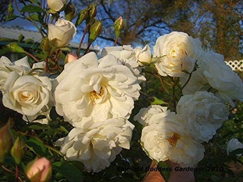 Prom Queen Climbing Rose - Antique Heirloom Rosa Hybrid - Live Plant - Perpetual Fragrant Double White Pink Flower - Emerald's - Starter Size - 4 Inch Pot - Image 2