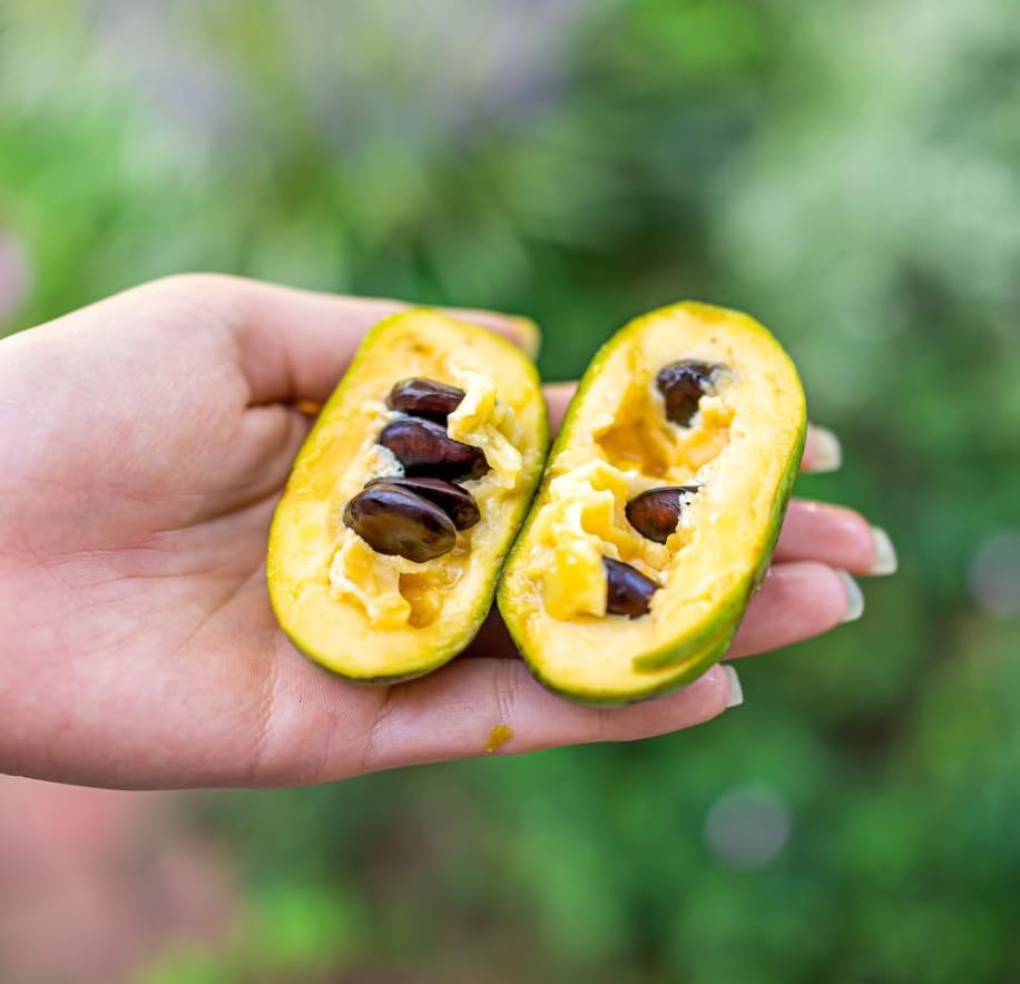Pawpaw Tree Plant Live, Paw Paw Fruit Tree, 6-12 Inch Tall - Image 3