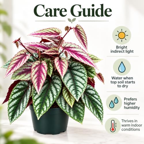 Cissus Discolor Vining Live Plant Starter - Rare Rex Begonia Vine - Image 2