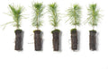 White Pine Live Tree Seedlings Plug | 6"-12" | Arbor Day Foundation - (Due to Agricultural Laws, Unavailable to AZ, CA, ID, ME, MT, OR or UT) (5-Pack) by ArborDayFoundation
