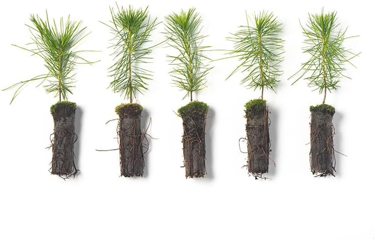 White Pine Live Tree Seedlings Plug | 6"-12" | Arbor Day Foundation - (Due to Agricultural Laws, Unavailable to AZ, CA, ID, ME, MT, OR or UT) (5-Pack) by ArborDayFoundation