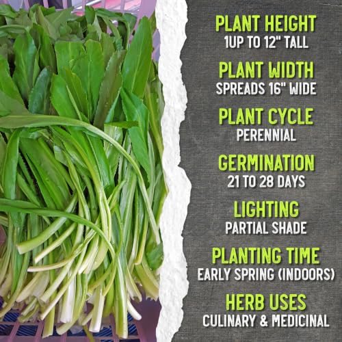 Seed Needs Culantro Seeds to Plant Non-GMO Heirloom Sawtooth Herbs XL Pack - Image 7