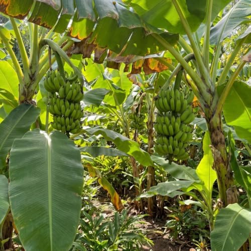 Basjoo Banana Live Plant, 4-6 Inch Tall Cold Hardy Banana Tree - Image 6