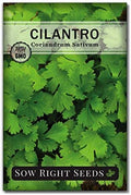 Sow Right Seeds - Cilantro Seed for Planting Outdoors Coriander Herbs by SowRightSeeds