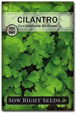 Sow Right Seeds - Cilantro Seed for Planting Outdoors Coriander Herbs by SowRightSeeds