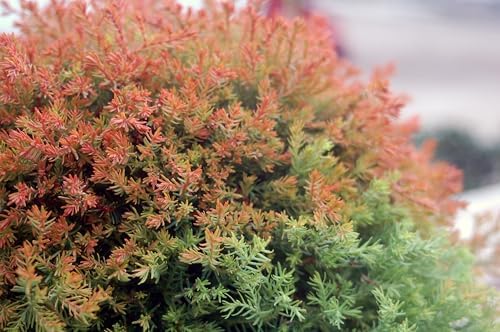 Live Plant from Green Promise Farms - Thuja occidentalis, Fire Chief Globe Arborvitae #2 Gallon Size Container Evergreen by GreenPromiseFarms