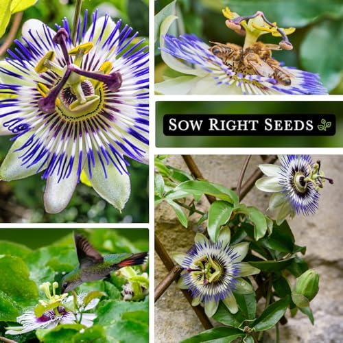 Sow Right Seeds - Passion Flower Seed for Planting Outdoor Passionflower - Image 4