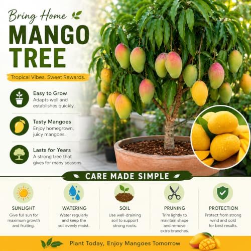 Red Purple Mango Tree Live Plant, Outdoor Garden Fruit Tree, 10-16'' Tall - Image 4