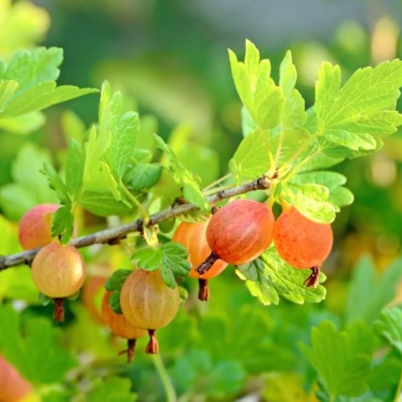 Sweet Gooseberry Plant Live, Home Garden Berry Bush, 5-9" Tall, Cold Hardy - Image 2