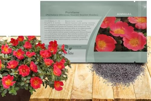 Outsidepride Scarlet Purslane Seeds for Planting - 100 Pcs Annual, Easy to Grow, Vitamin-Rich & Drought Tolerant Succulent Seeds for Culinary, Xeriscaping, Containers & Hanging Baskets by Outsidepride