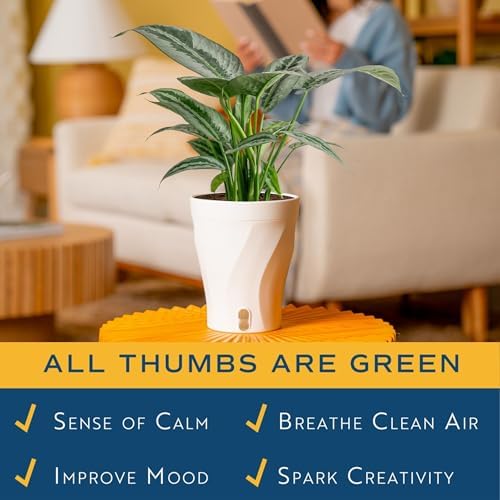 Costa Farms Silver Indukan, Live Indoor Plant, Easy Care, Home Decor - Image 5