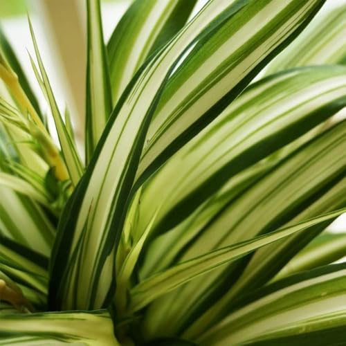American Plant Exchange Spider Plant – Live Indoor Houseplant, 4-Inch Pot – Air-Purifying Chlorophytum Plant for Home, Office, and Indoor Décor - Image 2