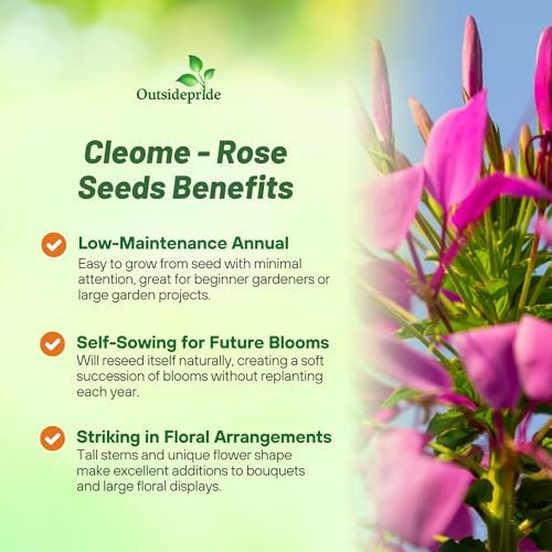 Outsidepride Rose Cleome Seeds - 1000 Pcs Annual Flower Seeds with Large, Airy, Spidery Blooms, Drought Tolerant Spider Plant for Xeriscaping, Flower Bed, Border, Pollinator, & Cut Flower Garden - Image 3