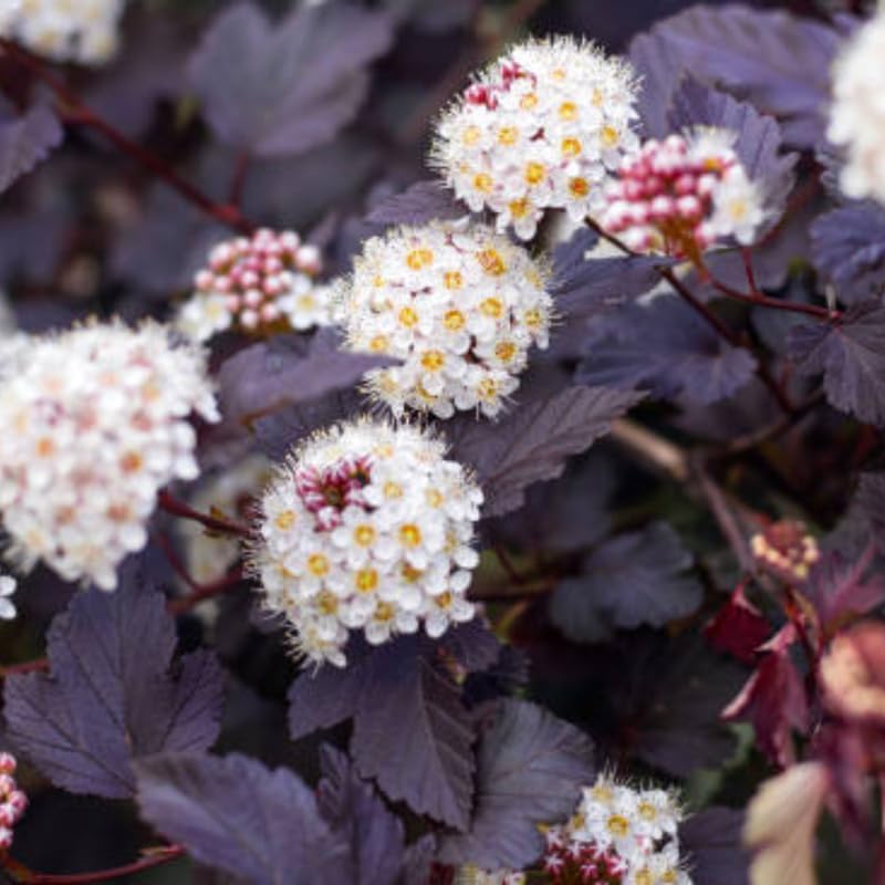 2 Ninebark Shrub Live Plant, 12-18 Inch Tall in 2.5 Inch Pot, Well-Rooted Starter, Hardy Flowering Deciduous Plant for Backyard and Garden - Image 2