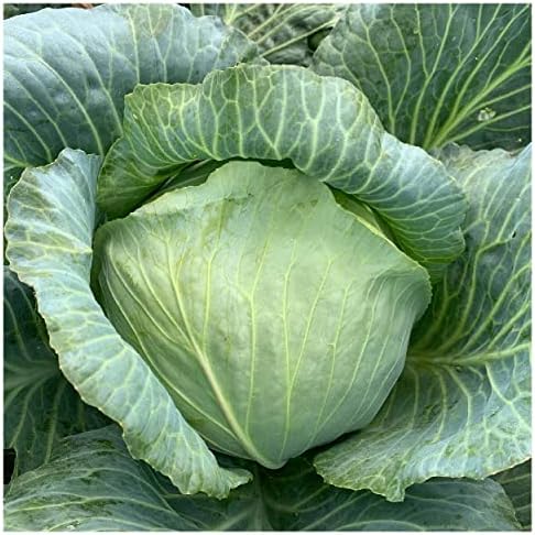 1 Oz Late Flat Dutch Cabbage Seeds - Gold Vault - Image 3