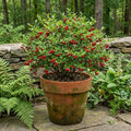 Huckleberry Tree Live Plant, Outdoor Garden Berry Bush, 6-10 Inch Tall by AKTRD