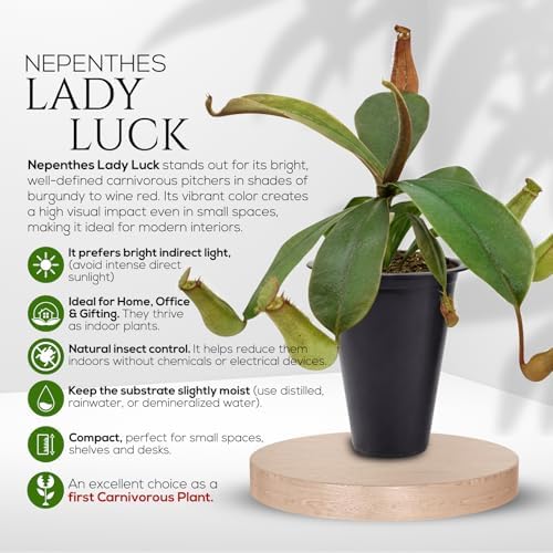 Pitcher Plant Nepenthes Miranda (4 Pack) Rare Nephentes Live Plants-Carnivorous Insect Eating Plant, Indoor Tropical Houseplant, Easy Care Pitcher Plant Live, Starter Size Carnivorous Plant for Indoor - Image 6