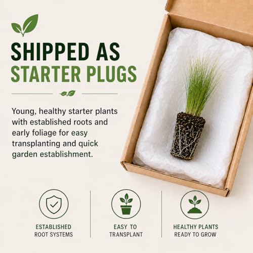 Cherry Red Stonecrop Sedum Live Plant Plugs, Hardy Succulent Ground Cover, Drought Tolerant Perennial, Easy Care Red Sedum for Rock Gardens, Borders & Landscaping (5 Starter Plugs) - Image 4
