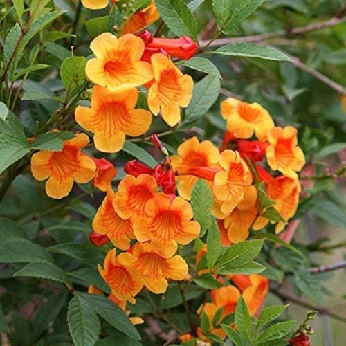 Tecoma Stans Orange Live Plants | Pack of 2 (Two) | 5-9 Inch Orange Jubilee/Esperanza | Heat Tolerant Trumpet Bush | Fast Growing Hummingbird Magnet for Patio Pots & Landscapes - Image 2