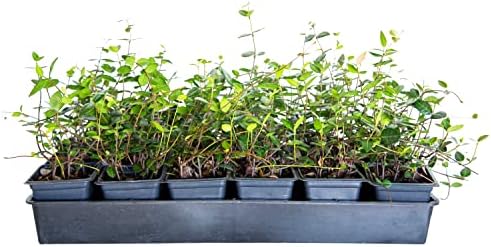 Asiatic Jasmine - 18 Pack (3.25 in. Pots) Evergreen Groundcover Vine - Full Sun Live Outdoor Plant by Plants+by+Mail