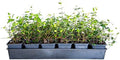 Asiatic Jasmine - 18 Pack (3.25 in. Pots) Evergreen Groundcover Vine - Full Sun Live Outdoor Plant by Plants+by+Mail