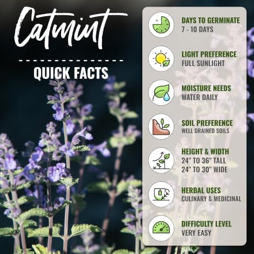 Seed Needs Catmint Seeds to Plant an Herb Garden - 2 Packs - Image 4