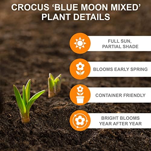 Garden State Bulb Blue Moon Mixed Crocus Flower Bulbs, 8/9cm (Bag of 200) - Image 2