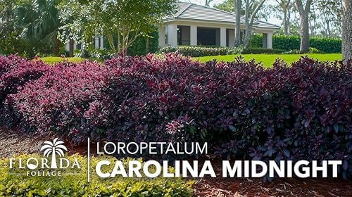 Loropetalum Carolina Midnight | 10 Live Plants | Loropetalum Chinense | Purple Foliage Shrub | Ornamental Landscape Bush | Fast Growing Plants - Image 4