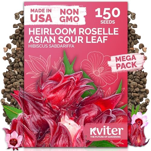 150 Roselle Heirloom Flower Seeds for Planting, Hibiscus Sabdariffa by KVITER
